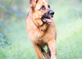 ¿Sienten los perros la muerte de sus dueños? Esto responde la ciencia