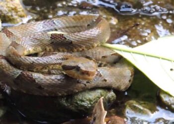 Mapanare mordió a un pequeño de Valera en los genitales: así fue le milagro que salvó su vida