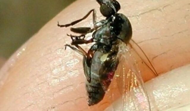 Hallan en el sur de España una especie nueva de mosca negra en Europa