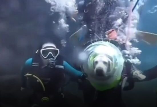 Causa polémica el VIDEO viral de un perro buceando en las profundidades del mar