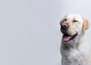 VIRAL: Pensó que su perro se había quedado ciego y luego descubrió algo insólito (VIDEO)