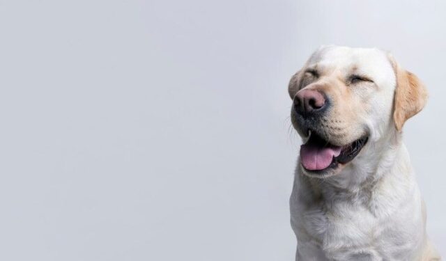 VIRAL: Pensó que su perro se había quedado ciego y luego descubrió algo insólito (VIDEO)