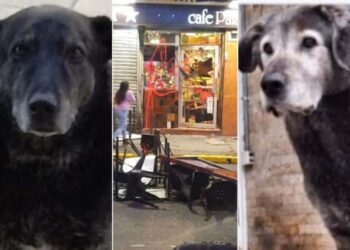 EN VIDEO: chilenos furiosos destruyeron el local de un hombre que mató dos perritos comunitarios