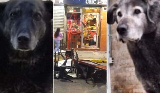 EN VIDEO: chilenos furiosos destruyeron el local de un hombre que mató dos perritos comunitarios
