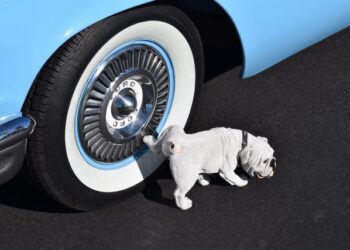 ¿Cómo enseñarle a tu perro que debe hacer sus necesidades fuera de la casa?