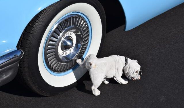 ¿Cómo enseñarle a tu perro que debe hacer sus necesidades fuera de la casa?