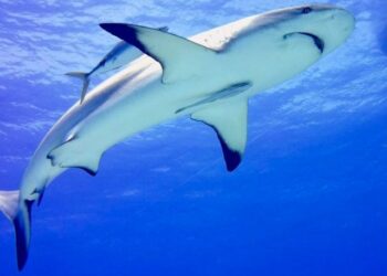 Turista practicaba buceo en Bahamas: nadie ha vuelto a verla tras el ataque de un tiburón