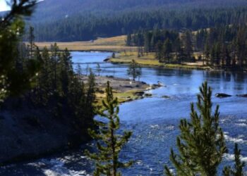 Alerta en Yellowstone: De qué se trata la enfermedad del ciervo “zombie” confirmada en el Parque Nacional