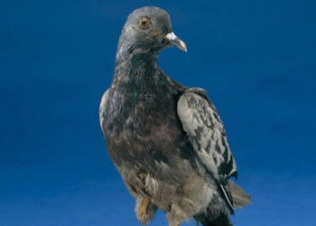 La historia de Cher Ami, la paloma mutilada y condecorada en la Primera Guerra Mundial por salvar a 200 soldados