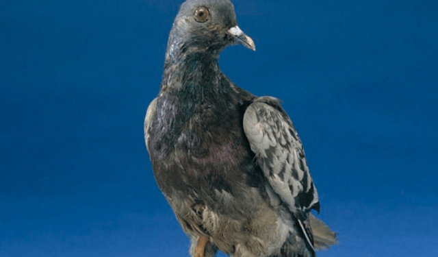 La historia de Cher Ami, la paloma mutilada y condecorada en la Primera Guerra Mundial por salvar a 200 soldados