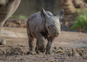 Grabaron en directo el nacimiento de uno de los mamíferos más raros del mundo (VIDEO)