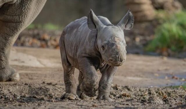 Grabaron en directo el nacimiento de uno de los mamíferos más raros del mundo (VIDEO)