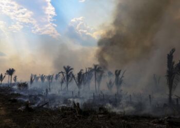 Tres de cada cuatro hectáreas deforestadas en la Amazonía se destinan a la ganadería