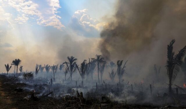 Tres de cada cuatro hectáreas deforestadas en la Amazonía se destinan a la ganadería