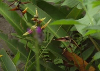 Centro de reproducción de especies silvestres en Amazonía ecuatoriana busca fortalecer la conservación