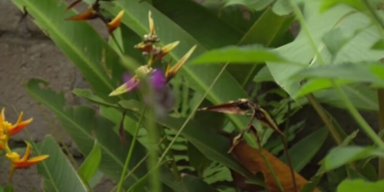 Centro de reproducción de especies silvestres en Amazonía ecuatoriana busca fortalecer la conservación