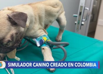 Un innovador dispositivo ayuda a mejorar la atención médica de los perros