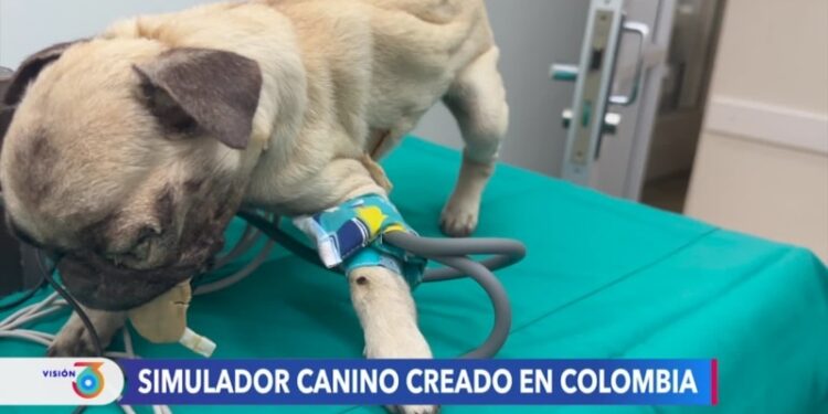 Un innovador dispositivo ayuda a mejorar la atención médica de los perros