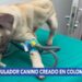 Un innovador dispositivo ayuda a mejorar la atención médica de los perros