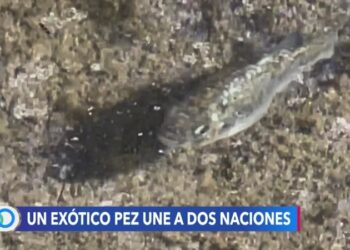 Esfuerzo binacional para proteger a un raro pez que habita la frontera entre México y EEUU