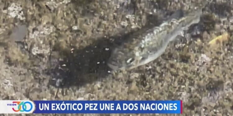 Esfuerzo binacional para proteger a un raro pez que habita la frontera entre México y EEUU