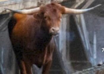 Detenido el tráfico de trenes entre Nueva Jersey y Nueva York