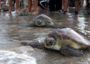 Cambio climático acelera disminución de plantas y animales en la Tierra