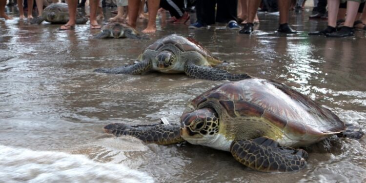 Cambio climático acelera disminución de plantas y animales en la Tierra