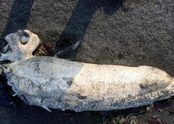 Hombre se topó con un extraño “monstruo marino” mientras caminaba por una playa en Washington