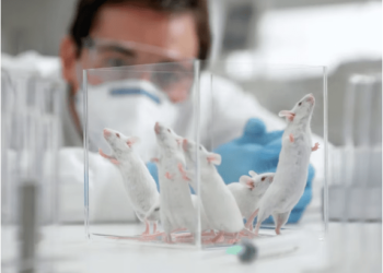 Los ratones también se “acicalan” cuando se miran al espejo, según estudio