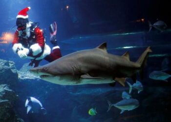 Papá Noel se dio un chapuzón entre tiburones en Río de Janeiro