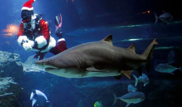 Papá Noel se dio un chapuzón entre tiburones en Río de Janeiro
