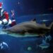 Papá Noel se dio un chapuzón entre tiburones en Río de Janeiro