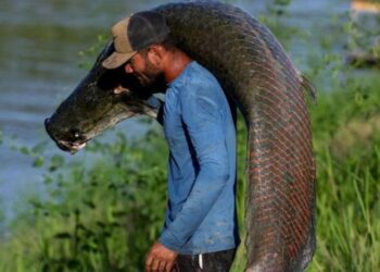 El pez invasor de 200 kilos que se alimenta de pirañas y avanza implacable por la Amazonía