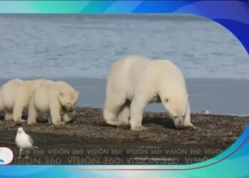 Visión 360: Osos polares son empujados a la costa