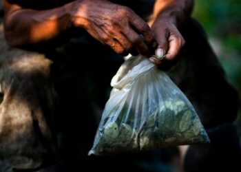 Perú reitera la prohibición del cultivo de coca en áreas no empadronadas