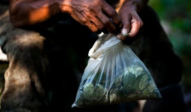 Perú reitera la prohibición del cultivo de coca en áreas no empadronadas