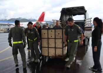 Dos osos andinos rescatados tendrán una segunda oportunidad en santuario de Bogotá