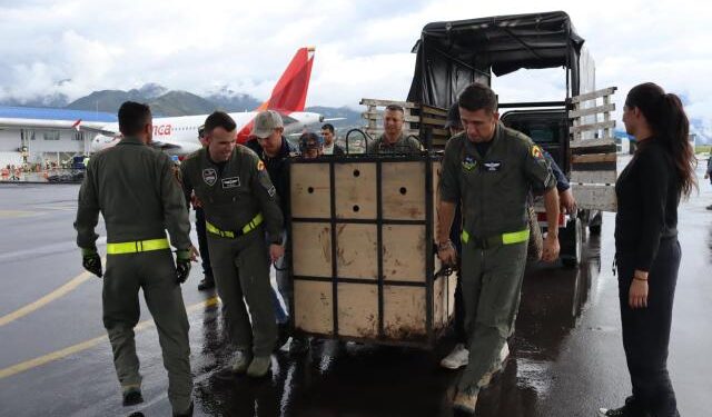 Dos osos andinos rescatados tendrán una segunda oportunidad en santuario de Bogotá