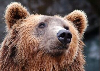 VIDEO: El aterrador momento en el que un esquiador se topó frente a un enorme oso en California