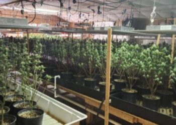 Descubren un enorme cultivo de marihuana con trampas explosivas en una iglesia de Tennessee