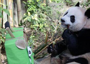 Singapur despide al primer panda gigante nacido en la isla antes de su viaje a China