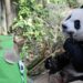 Singapur despide al primer panda gigante nacido en la isla antes de su viaje a China