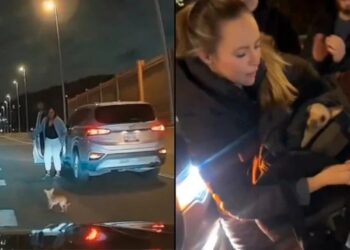 Bean, el chihuahua que paralizó a conductores de Nueva York luego de darse a la fuga (VIDEO)