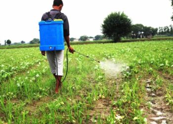 VIDEO: Revelan el sueldo por trabajar en el campo en Estados Unidos