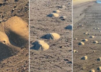 Camarones fantasma generan “mini volcanes” en las playas de Texas