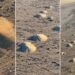Camarones fantasma generan “mini volcanes” en las playas de Texas