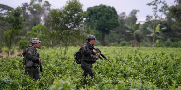 Colombia: Política antidrogas se enfoca en afectados en conflicto, reduce fondos para acción militar