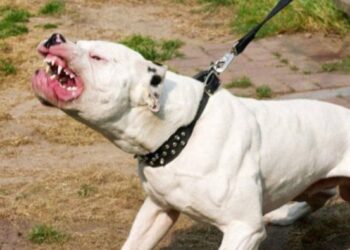 Octogenaria murió a consecuencia de las heridas que le causó su propio perro pitbull