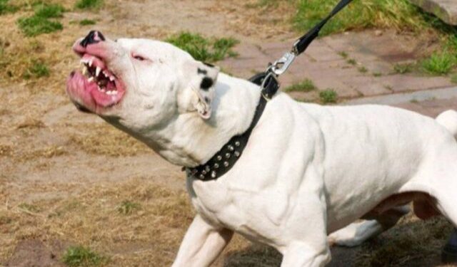Octogenaria murió a consecuencia de las heridas que le causó su propio perro pitbull